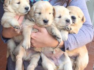 GOLDEN RETRIEVER CACHORROS