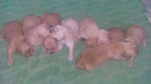 Vendo hermosos cachorros Golden Retriever