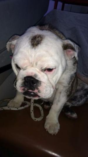 Bulldog ingles 8 meses. Tiene papeles fca. Exelente linaje