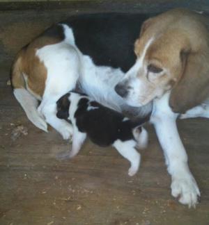 Cachorros Beagles tricolor