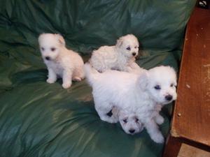 Cachorros de bichon freze