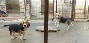 Exelentes cachorras de Beagle de 5 meses