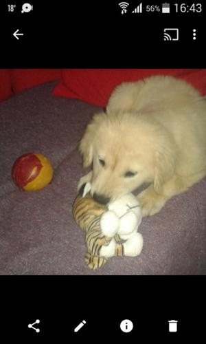 VENDO GOLDEN RETRIEVER