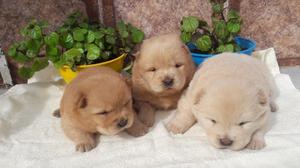 cachorros chow chow