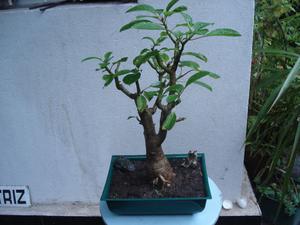 BONSAI arboles en maseta variedades en plantas