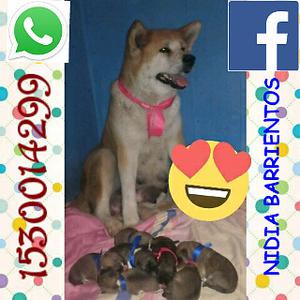 Cachorrs akita inu disponible 