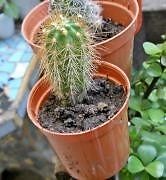 Cactus. Echinopsis En Maceta Plastico 6