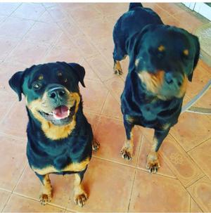 ROTTWEILER MACHOS Y HEMBAS