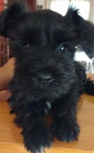 Schnauzer mini negra