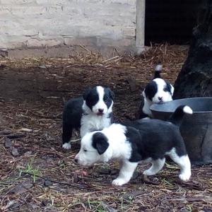 Vendo espectaculares cachorros border collie