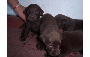 CACHORROS LABRADORES PUROS COLOR CHOCOLATES HEMBRAS $