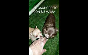 Chihuahua mini machito de bolsillo