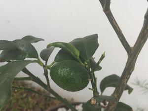 Bonsai de Kinoto