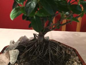 Bonsai de laurentino