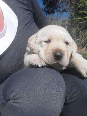 VENDO CACHORROS LABRADOR