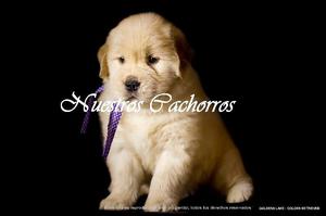 CACHORROS GOLDEN RETRIEVER- CRIADERO GOLDENS LAKE