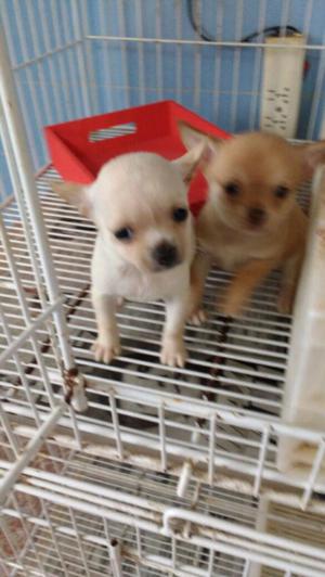 Chihuahua minis Cachorros