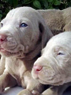 Hermosos Cachorros weimaraner!!