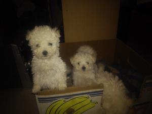 perritos caniche blancos