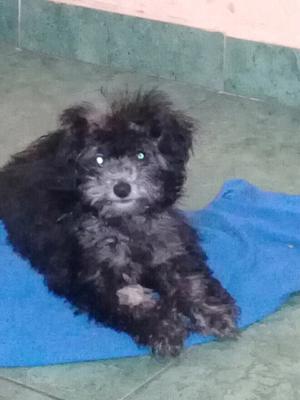 vendo caniche hembrab