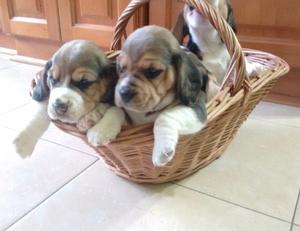 Cachorros beagle tricolor Olavarria
