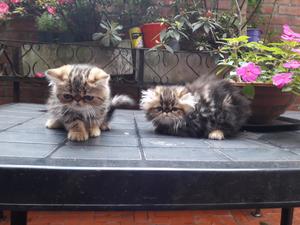 Gatos persas macho y hembra