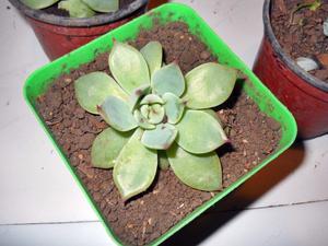 Planta suculenta echeveria chihuahuensis M 9 de coleccion