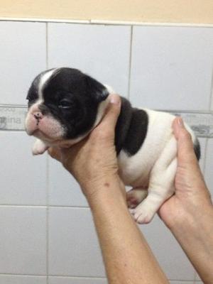 Cachorra Bulldog Frances Vaquita