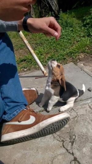 Cachorros Beagle de Raza pura (Tarjeta)