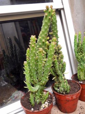 Cactus Opuntia Subulata Monstrose Variegada En Maceta 14