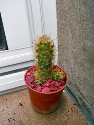 Cactus mammilaria elongata rubra maceta 6