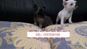 Chihuahuas machos minis