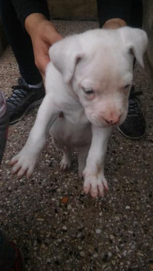 Dogo Argentino hembra !!