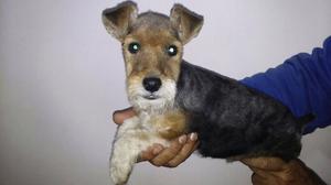 Fox Terrier de pelo duro!