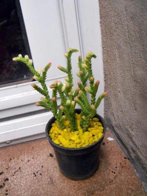 Planta Suculenta Crassula Mucosa variegada en maceta