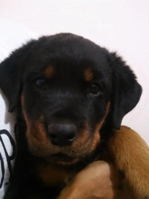 Rottweilers cachorros 50 días!