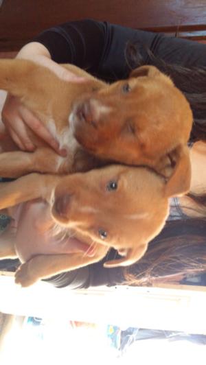 Ultimas 2 cachorras pitbulls