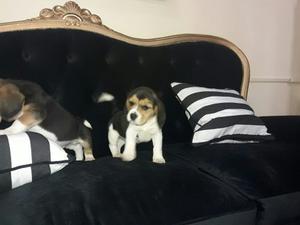 Vendo Hermosos Cachorros Beagle