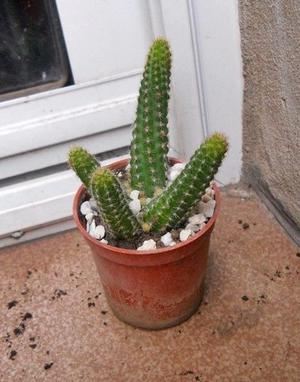 cactus echinopsis chamacereus en maceta 6