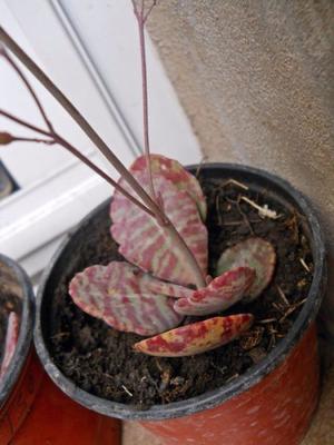 planta suculenta kalanchoe humilis en maceta 9