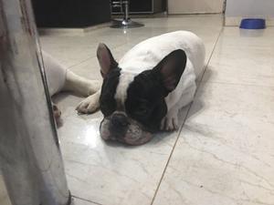 Cachorro bulldog francés vaquita 10 meses