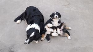 Cachorros de border collie