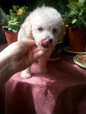 Caniche blanco pequeño macho