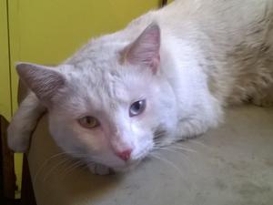 Gato macho Albino