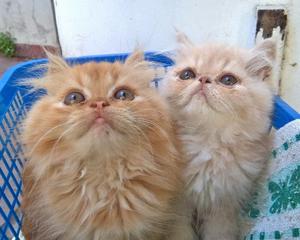 Hermosos gatitos persas