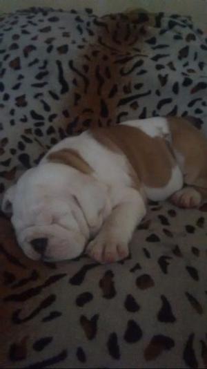 Perro bulldog ingles