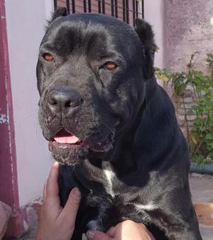 CACHORROS CANE CORSO GRISES Y NEGROS. VACUNADOS Y