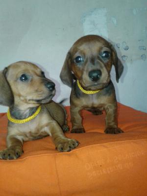 Cachorros Salchichas Mini