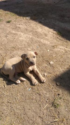 Cachorros pitbull hermosos