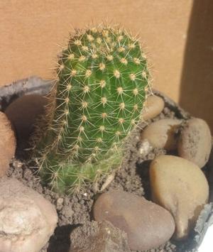 Cactus bien pinchudos